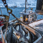 Russian seafood still sold in EU despite fishy sanctions – Euractiv