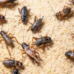 Russians will never eat insects – top MP