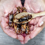 The EU would rather eat bugs than be real about its energy problems