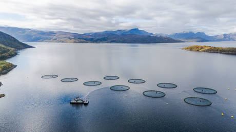 Norway’s fish farm waste ‘triple the country’s sewage’ – report