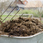 EU to rely on cow manure amid Iran war fertilizer crisis – Politico