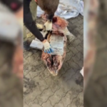 Russia seizes mammoth cocaine haul hidden in frozen fish – FSB (VIDEO)